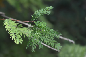American Bald Cypress Leaves